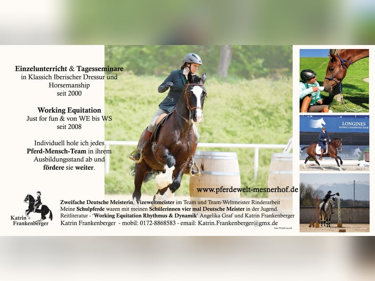 Außenbox mit Paddock für Pony/Kleinpferd