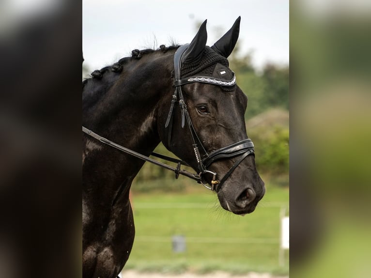 Beritt und Vermarktung / Dressurausbildung bis GP von Sportpferden