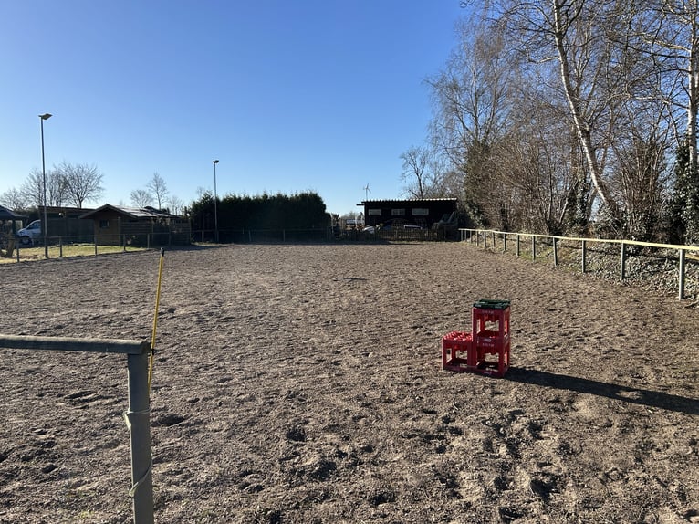 Box frei für Pony oder Kleinpferd