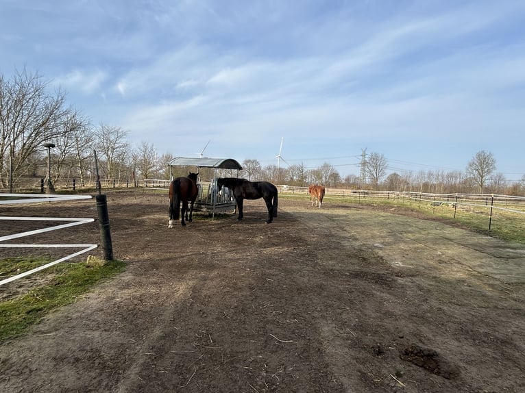 Box frei für Pony oder Kleinpferd