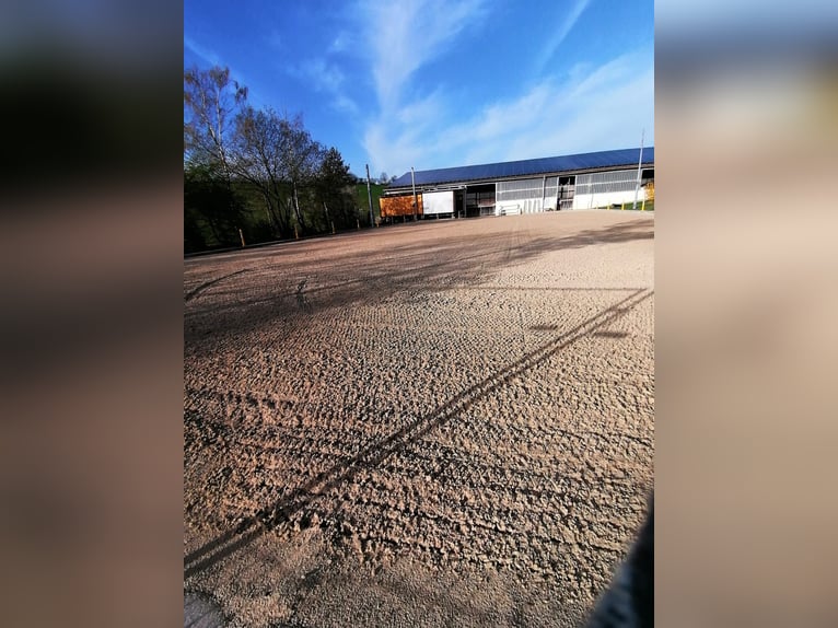 Box mit Paddock ab Juni frei