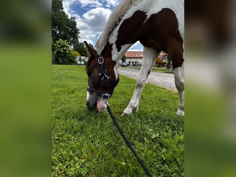 🐴 Box mit Paddock frei – Pferdeparadies in traumhafter Umgebung 🌿