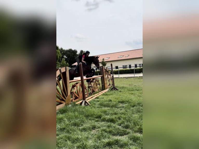🐴 Box mit Paddock frei – Pferdeparadies in traumhafter Umgebung 🌿