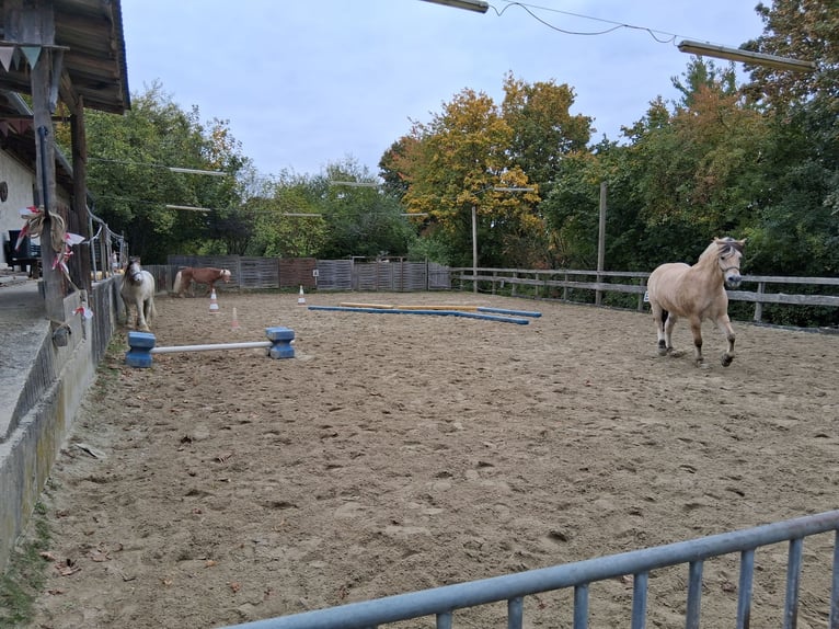 Box und Paddock und/oder Offenstall