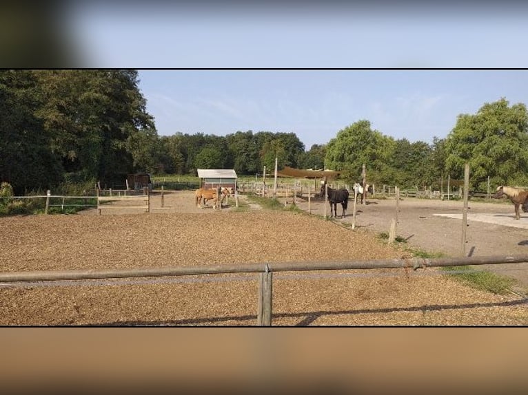 Boxen, Offenstallplatz 