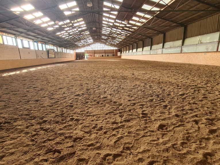 Einstellplätze in Wien- Paddockbox inkl. angeschlossener Privatkoppel und Freilauf