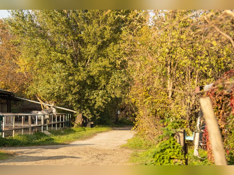 Einstellplätze in Wien- Paddockbox inkl. angeschlossener Privatkoppel und Freilauf