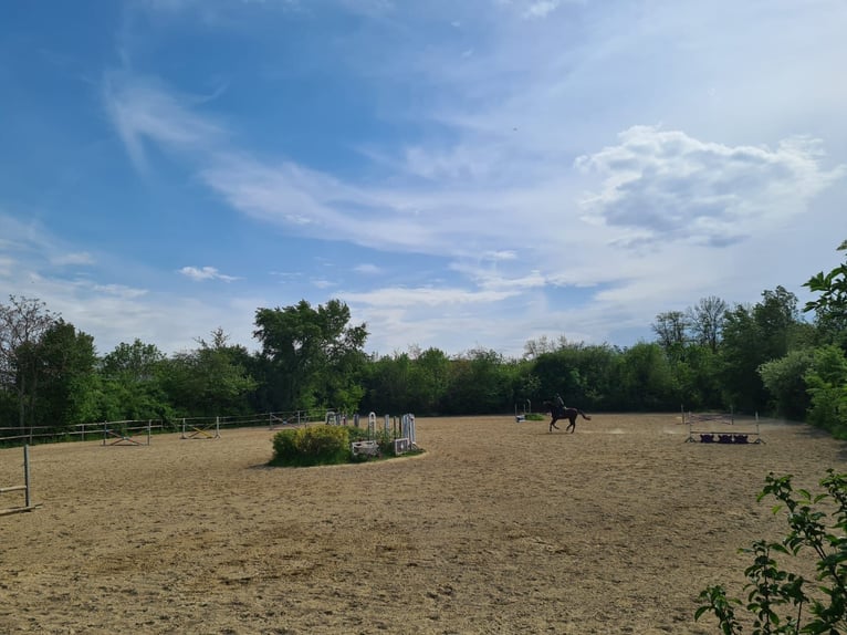 Einstellplätze in Wien- Paddockbox inkl. angeschlossener Privatkoppel und Freilauf