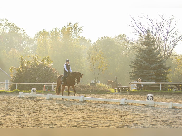 Einstellplätze in Wien- Paddockbox inkl. angeschlossener Privatkoppel und Freilauf