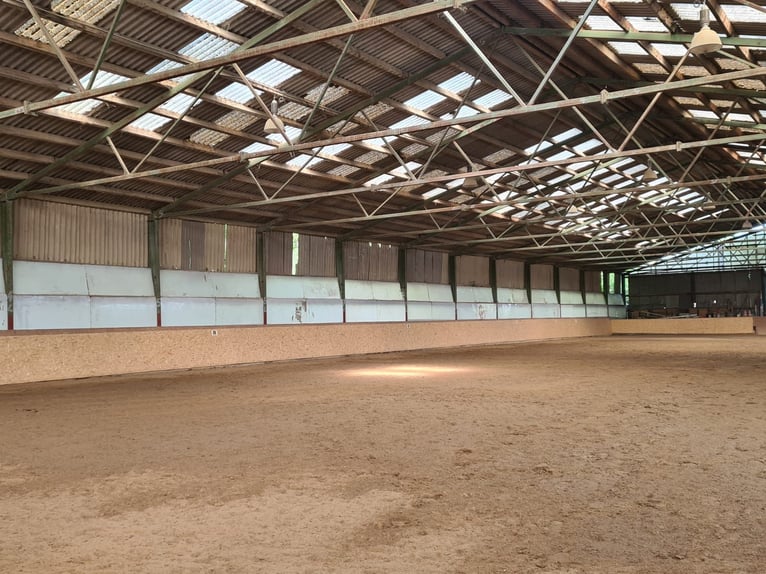 Einstellplätze in Wien- Paddockbox inkl. angeschlossener Privatkoppel und Freilauf