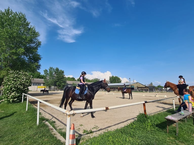 Einstellplätze in Wien- Paddockbox inkl. angeschlossener Privatkoppel und Freilauf
