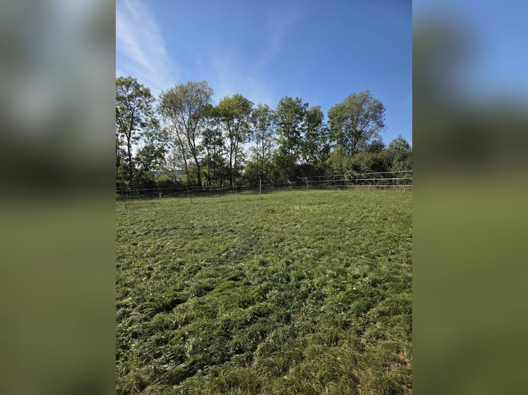 Einstellplatz für Pferd frei