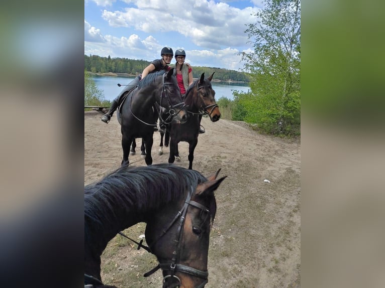 Exklusive Reitanlage, 1h südlich von Berlin, Pensionsstall & Reitstall, Aufzucht