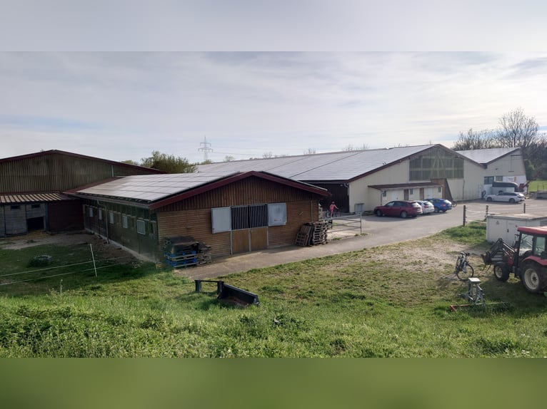 Freie Boxen in Neu-Ulm Ludwigsfeld ab EUR 350