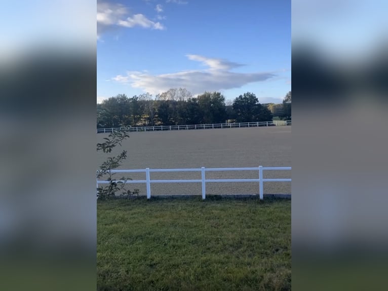 Freie Boxen in unserer Reitsportanlage in Metzenhof!