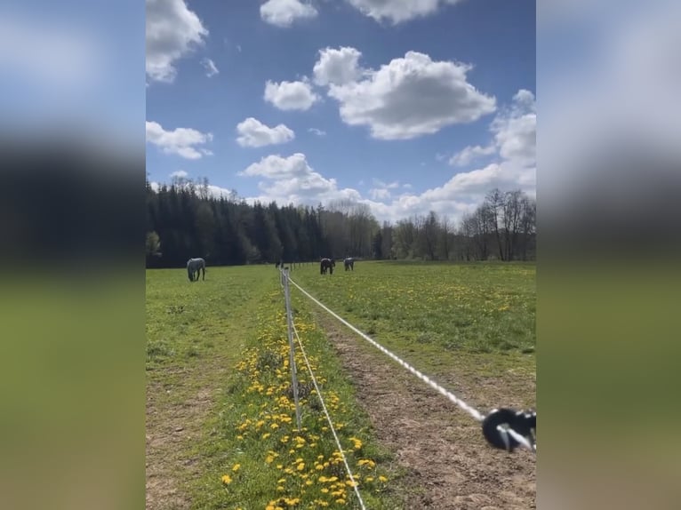 Freie Boxen in unserer Reitsportanlage in Metzenhof!