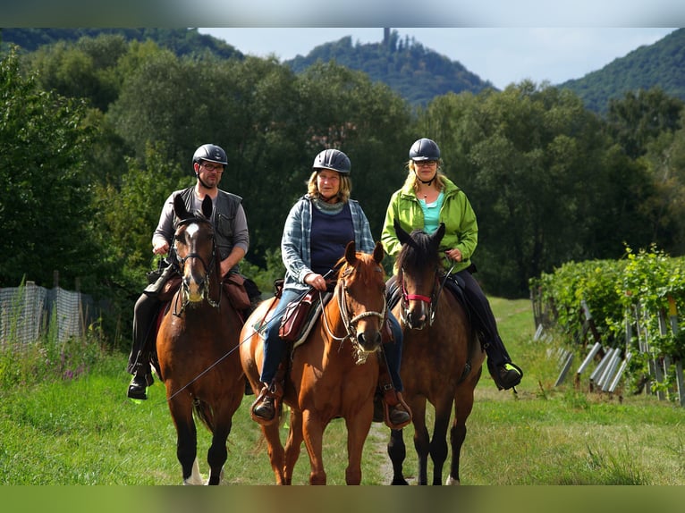 Frische Luft, ruhige Lage, offene Reithalle und Top-Ausreitgelände. Nette Stallgemeinschaft!