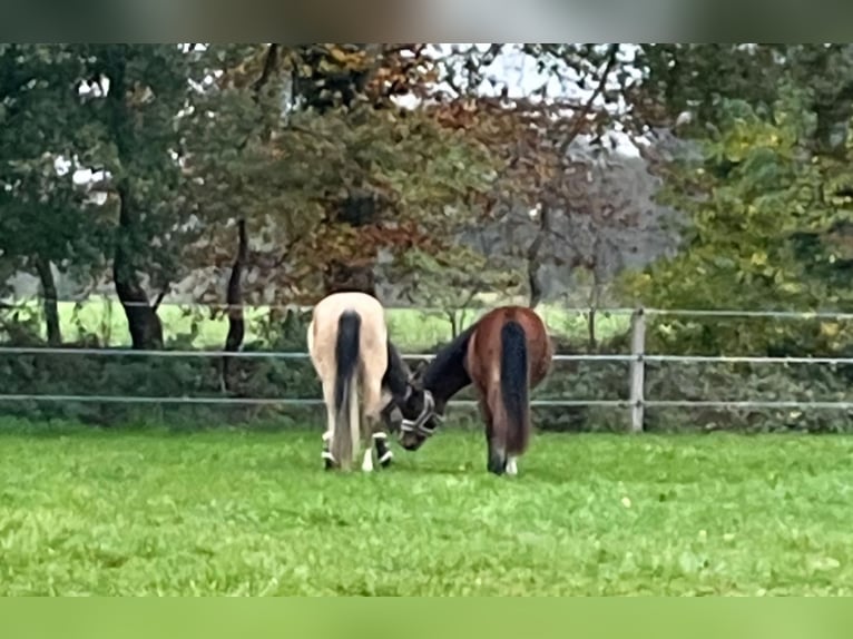 Große Paddockbox mit ganzjährig Weide für Pony/Kleinpferd: Renter/Reha/Jung
