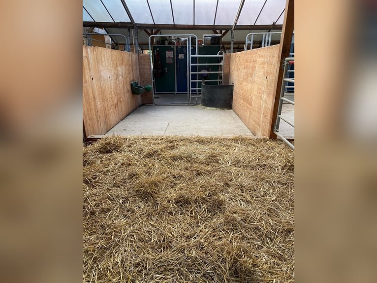 Große Paddockboxen zu vermieten 