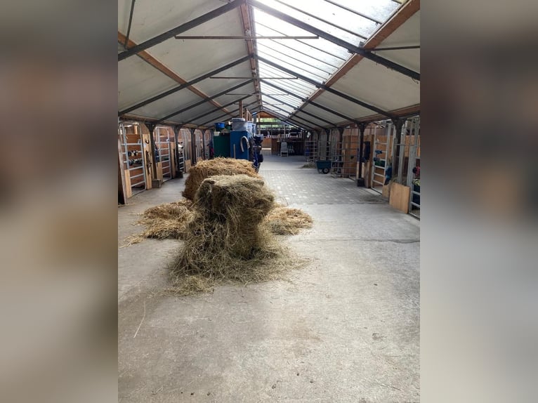 Große Paddockboxen zu vermieten 