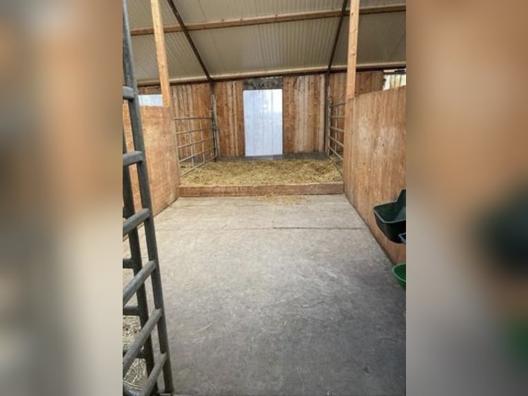 Große Paddockboxen zu vermieten 