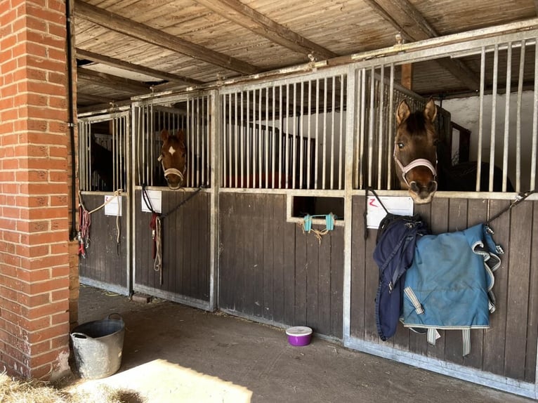 harmonischer Freizeitstall hat Plätze frei aktuell auch einen im Offenstall 