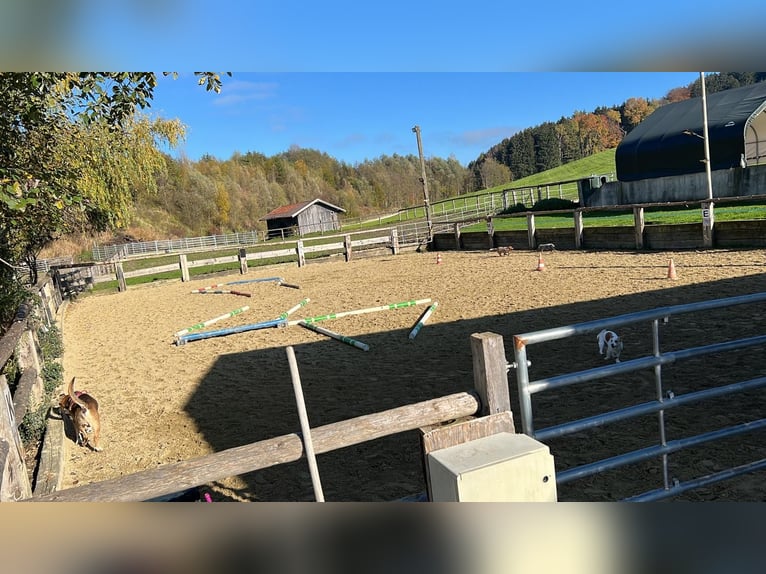 Kleine stallgemeinschaft