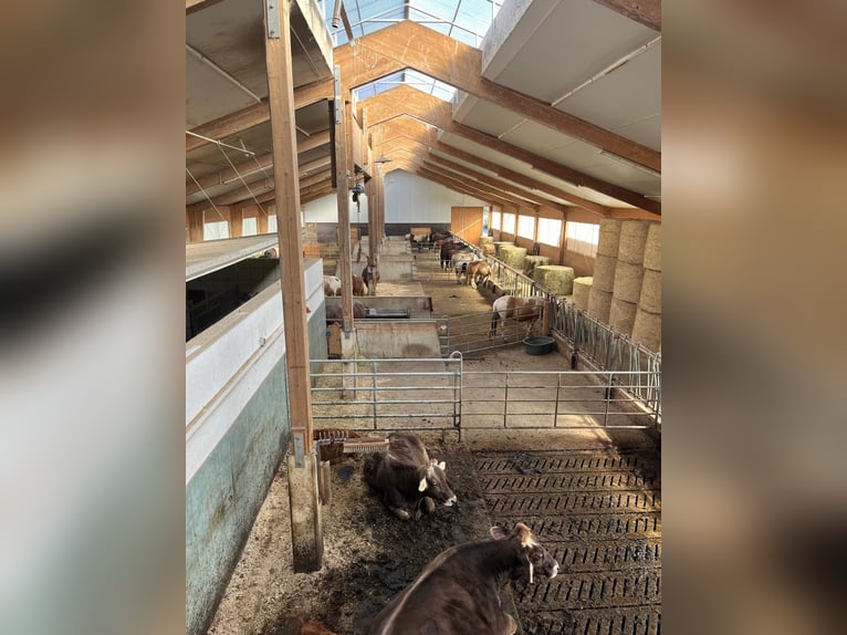 Kleine stallgemeinschaft