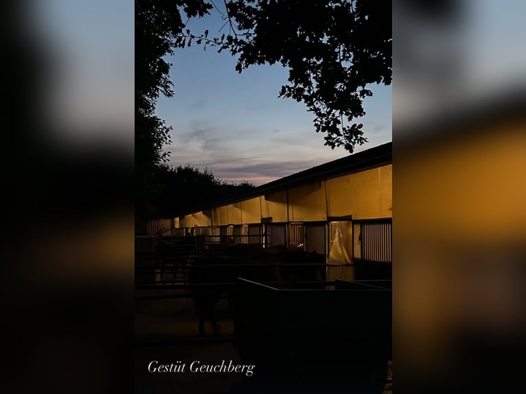 Kleiner Familiengeführter Stall hat Boxen frei 