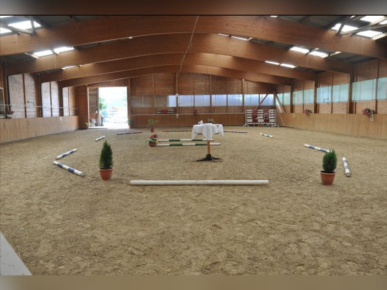 Kleiner Familiengeführter Stall hat Boxen frei 