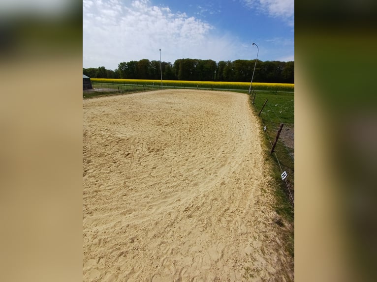 🐴 Liebevolle Paddockboxen frei in Dinslaken Oberlohberg