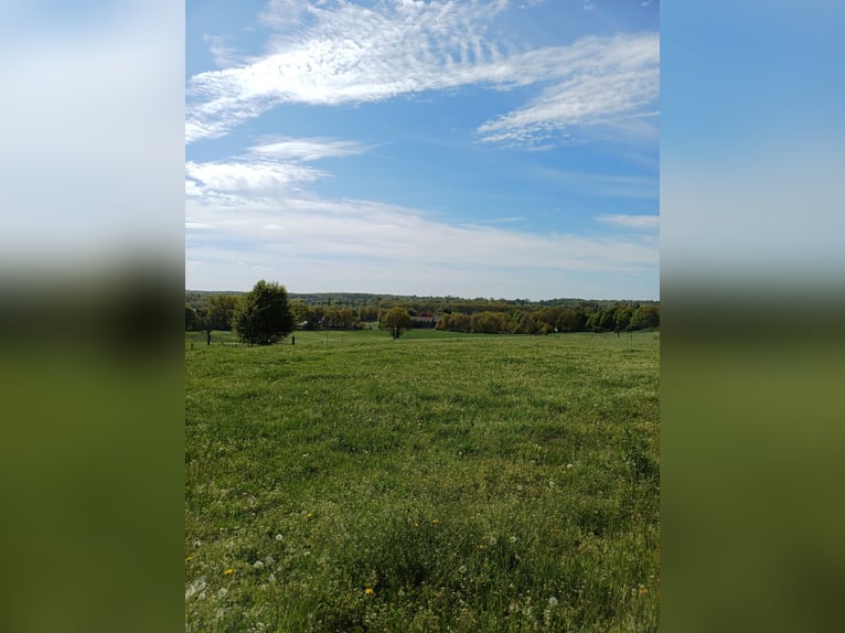 🐴 Liebevolle Paddockboxen frei in Dinslaken Oberlohberg