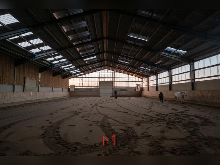 Paddock Boxen auf Sylt frei