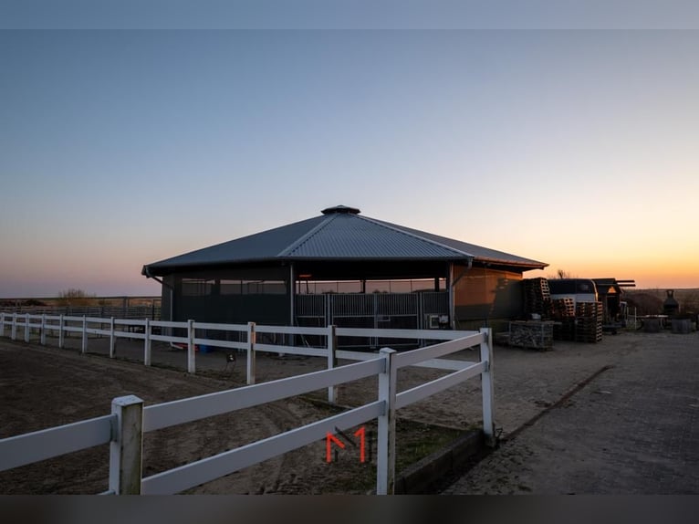 Paddock Boxen auf Sylt frei
