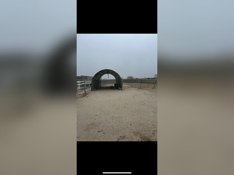 Paddock Boxen auf Sylt frei