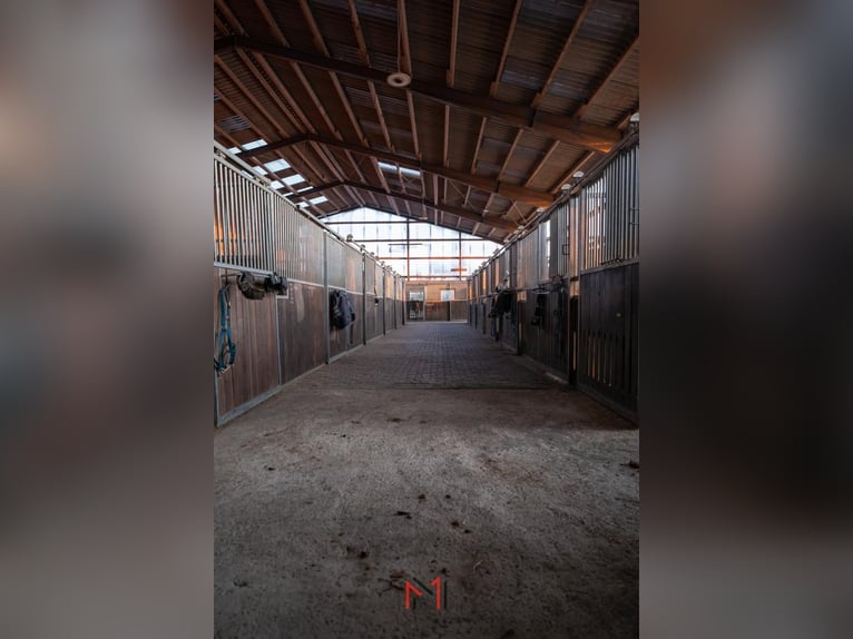 Paddock Boxen auf Sylt frei