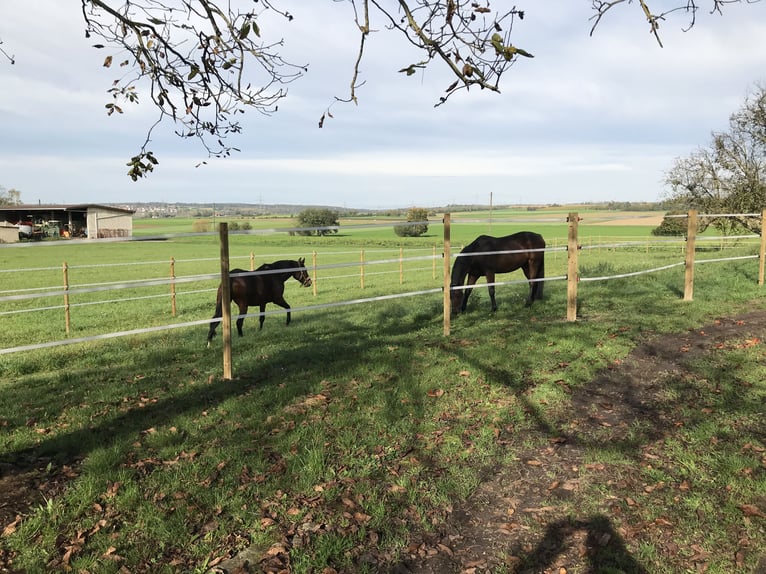 🐴 Paddockbox ab 01.10.2026 in Murr – Rundum-Sorglos-Paket