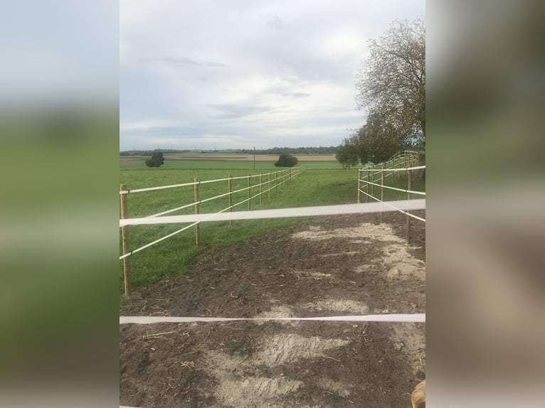 🐴 Paddockbox ab 01.10.2026 in Murr – Rundum-Sorglos-Paket
