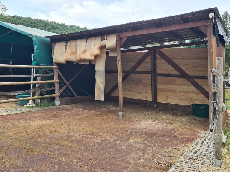 Paddockbox auch für Rehe oder Allergiker