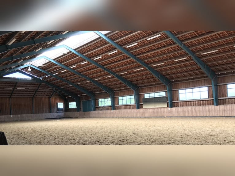 🐴 Paddockbox frei auf Gut Leimershof bei Bamberg ❤️