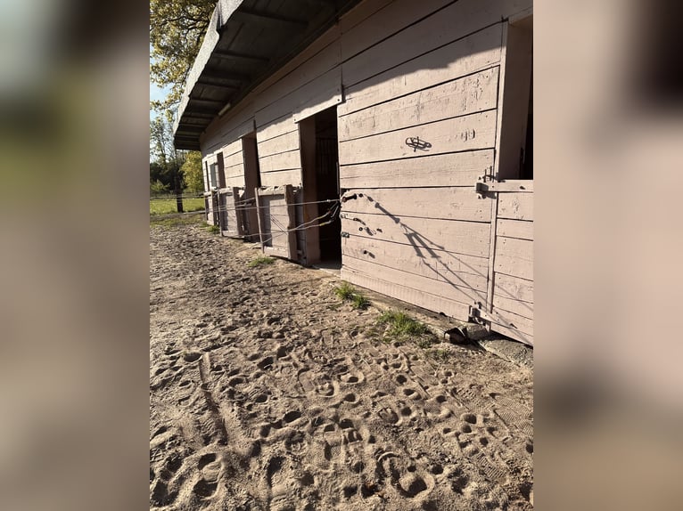 Paddockbox in Halbpension
