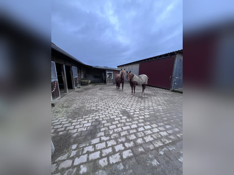 Paddockbox in Vollpension | Allergiker geeignet