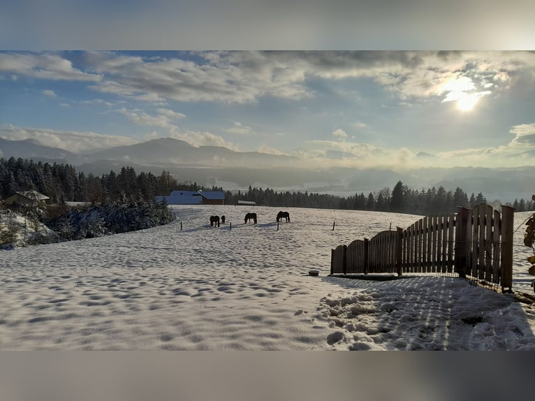Paddockbox in wunderschöner Lage