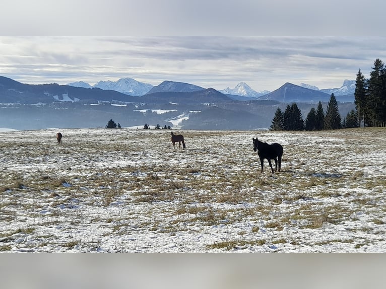 Paddockbox in wunderschöner Lage