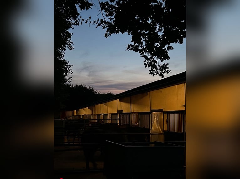 Paddockbox zu vergeben