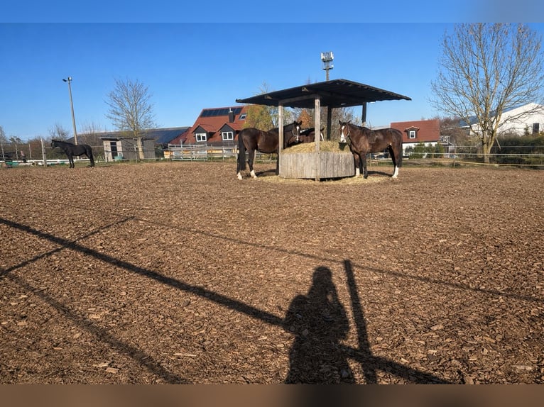 Paddockboxen, Außenboxen, Offenstall, Aufzucht, Ausbildung, Beritt