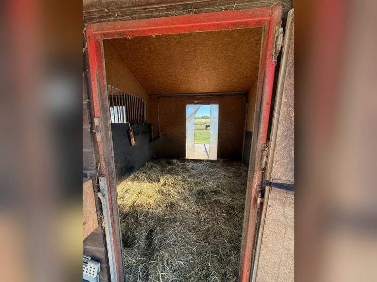 Paddockboxen, Fensterboxen, nahe Schweiz, Vollpension und Beritt, Hallen Reitplatz