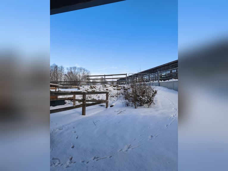 Paddockboxen in Vollpension oder in Selbstversorgung