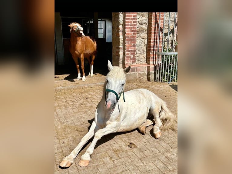 Paddockboxen, Laufstall, Offenstall in Vollpension oder in Selbstversorgung