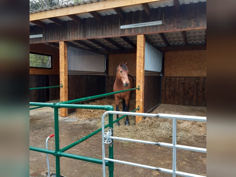 Paddockbox/Innenbox/Weidegang
